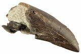 Serrated, Tyrannosaur Tooth - Two Medicine Formation #192632-1